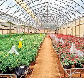  ??  ?? Greenhouse farming