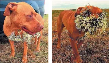 pitbull attacked by porcupine