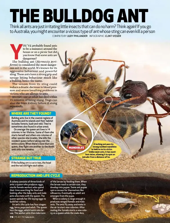 Bulldog ant: formidable fighter - PressReader