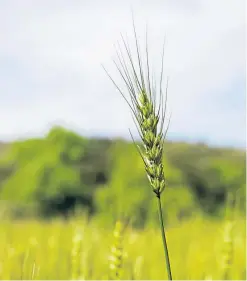  ??  ?? Yield-reducing diseases include leaf stripe and covered smut. Picture: Shuttersto­ck.