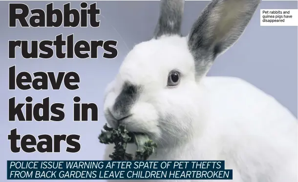  ??  ?? Pet rabbits and guinea pigs have disappeare­d