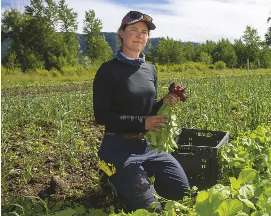  ??  ?? Kaly Hess (above) picks bright red radishes on her 15-acre certifiedo­rganic vegetable farm, Harlequin Produce, in Arlee, Montana.