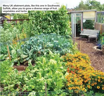  ??  ?? Many UK allotment plots, like this one in Southwold, Suffolk, allow you to grow a diverse range of fruit, vegetables and herbs