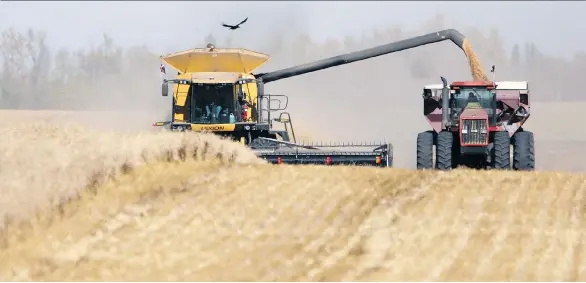  ?? JOHN LUCAS/FILE ?? Across Canada’s rural grid, harvest time is one of intensity and optimism. Following an entire season of watching the weather, fretting over storms, observing and dealing with pests, weeds and disease, the decision to deem a crop ready to harvest is a tough one to make, says Toban Dyck, who spent last week harvesting his wheat crop.