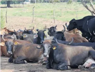  ?? FOTO: EL DEBATE ?? &gt; Ganaderos confían en que el precio de la leche no baje este año.