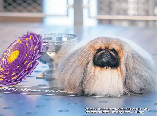  ?? — Ti Gong ?? Wasabi, a Pekingese, won Best in Show at the 145th Westminste­r Kennel Club dog show.
