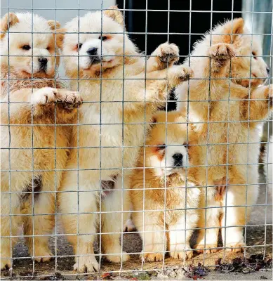  ??  ?? Sickening: These trendy chow chows were among thousands of puppies smuggled here