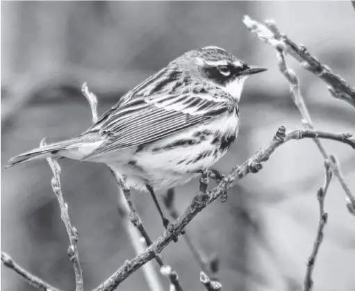  ?? JANICE FLYNN ?? A yellow-rumped warbler, one of the first songbirds to arrive in our region, alights on a twig in Stephenvil­le Crossing, N.L.