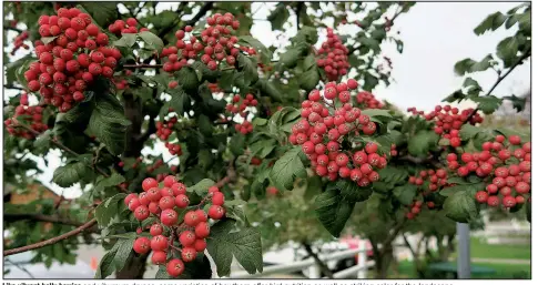  ??  ?? Like vibrant holly berries and viburnum drupes, some varieties of hawthorn offer bird nutrition as well as striking color for the landscape.