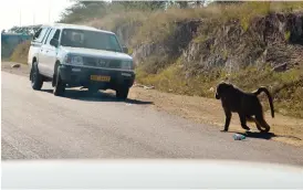  ??  ?? A baboon menacingly crosses a busy highway between opposing traffic near Joshua Mqabuko Nkomo College in Gwanda town risking death as well as causing an accident recently. A troop of baboons usually camps in the vicinity. Pic By Dennis Mudzamiri