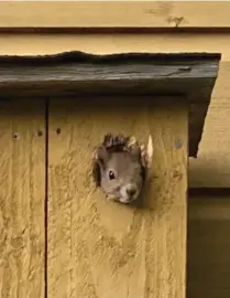  ?? FOTO: HASSE JERN ?? Kurre kom på besök till en rödstjärts övergivna holk i Gamla stan i Borgå.