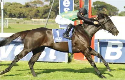  ??  ?? OLD TIMER: Nine-year-old Tevez could find conditions at Kenilworth tomorrow to his liking and see him record the tenth victory of his career in Race 5, a Pinnacle Stakes over 1000m.