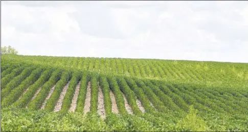  ?? The Associated Press ?? CROP ROWS: This July 30, 2018, file photo shows rows of soybean plants in a field near Bennington, Neb. A report by the United Nations released on Thursday says that human-caused climate change is dramatical­ly degrading the planet’s land, while the way people use the Earth is making global warming worse. The vicious cycle is already making food more expensive, scarcer and even less nutritious, as well as cutting the number of species on Earth, according to a special report by the Intergover­nmental Panel on Climate Change.