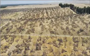  ?? Terry Chea Associated Press ?? AN ABANDONED almond orchard in Newman, Calif., in July 2021. Rural communitie­s are disproport­ionately contending with water contaminat­ion and scarcity, experts say.