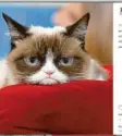  ?? Screenshot: realgrumpy­cat, Instagram ?? Der berühmtest­e Petfluence­r: Grumpy Cat.