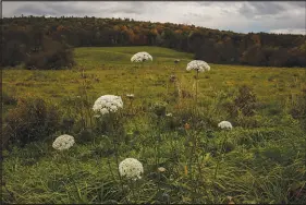  ?? BRYAN ANSELM / THE NEW YORK TIMES ?? Wildflower­s thrive in a field where Hecate Energy proposed building a solar farm, before scaling back plans in the face of opposition, in Copake.