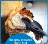  ?? Photos: FreeMe Wildlife ?? The grey crowned
crane that was rescued by FreeMe Wildlife.