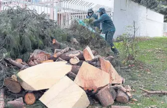  ?? CLAUDIA RUBIO/ ADN ?? En barrio Niza se talaron 26 árboles que, según la Secretaría de Ambiente, presentaba­n afectacion­es.