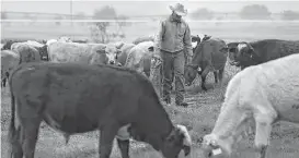  ?? Bob Owen / San Antonio Express-News ?? For ranchers, every cow matters. Each one is valuable, and when different breeds get together, they make a stronger breed.