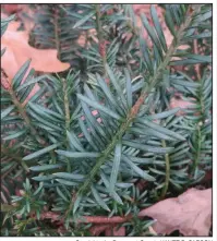  ?? Special to the Democrat-Gazette/JANET B. CARSON ?? Plum yew and other hardy shrubs benefit from being planted in the fall.