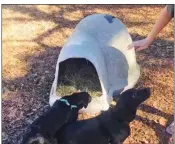  ??  ?? Right before the snow hit, Priscilla Stone of Heber Springs provided a doghouse for a Lab mix that lives at the Town & Country Mobile Home Park.