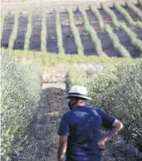  ?? JOSÉ LUIS ZARAGOZÁ ?? Un agricultor en una explotació­n intensiva de olivar.