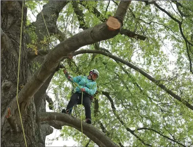  ?? (Arkansas Democrat-Gazette/Colin Murphey) ?? Becca Haught of Spartanbur­g, S.C., competes in an event during the Internatio­nal Society of Arboricult­ure’s Southern Tree Climbing Championsh­ip at the East Little Rock Community Center on Sunday. The event serves as a way to showcase profession­al arborists and the skills required to safely work in trees.