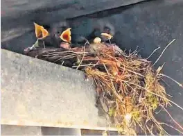  ??  ?? Die Vogelmutte­r hat sich mit ihren Jungen eingeniste­t.