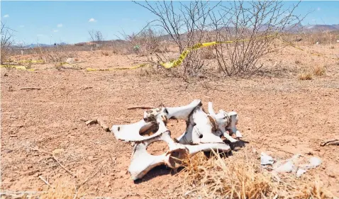  ??  ?? los cadáveres son depositado­s en terrenos que además de basura, cuentan con cintas de resguardo de peritos y huesos de animales