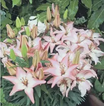  ??  ?? Asiatic lilies Bouquet Mixed in a shade of pink/white.