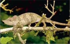  ?? PICTURE: TIM DAVENPORT/WORLD CONSERVATI­ON SOCIETY ?? WELCOME! A new species of chameleon, named Kinyongia msuyae, was discovered last year by researcher­s in southern Tanzania. The great majority of chameleon species live in Africa and Madagascar.