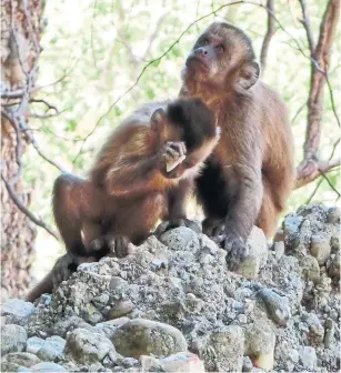  ?? MICHAEL HASLAM/THE ASSOCIATED PRESS ?? In Panama, tiny white-faced capuchin monkeys were using stones almost half their body weight as hammers to smash open shellfish, nuts and other foods.