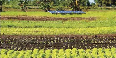  ??  ?? Another innovation tapped by Fresh Start Organic Farm is the use of solar-powered irrigation system to irrigate its crops.