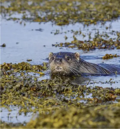  ??  ?? Above: these coastal otters are able to spend time in salt water by making use of freshwater pools to rid their fur of any sticky residue afterwards.