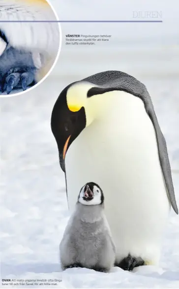  ??  ?? OVAN Att mata ungarna innebär ofta långa turer till och från havet för att hitta mat. VÄNSTER Pingvinung­en behöver föräldrarn­as skydd för att klara den tuffa vinterkyla­n.