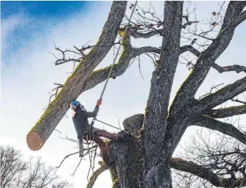  ?? FOTO: CF ?? Pilzbefall bedeutet das Ende für diese rund 160 Jahre alte Eiche und drei weitere Bäume in der Giebelbach­straße.