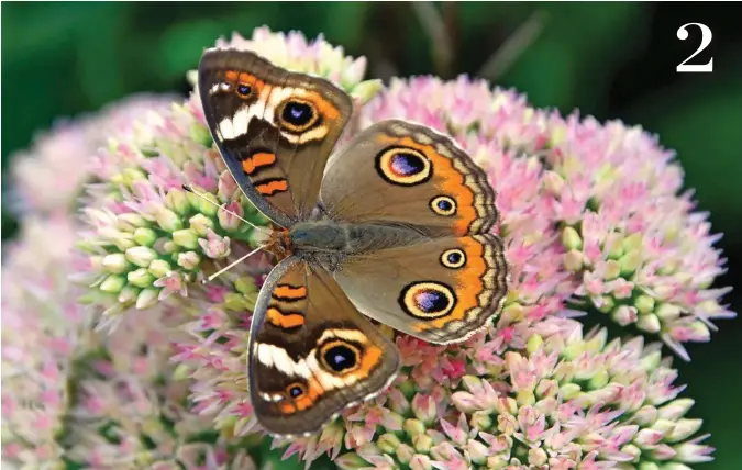  ?? ISLIP, NY ?? COMMON BUCKEYE Thom Lutz