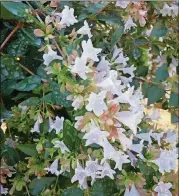  ?? WALTER REEVES FOR THE ATLANTA JOURNALCON­STITUTION ?? Dwarf abelia is an excellent replacemen­t for deceased shrub roses.