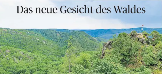  ?? [ ÖBF-Archiv, Wolfgang Simlinger (3)] ?? Blick vom Schanzried­el: Ein vielfältig­er, ans Klima angepasste­r Mischwald ist das Ziel – weil er widerstand­sfähiger ist als Monokultur­en.