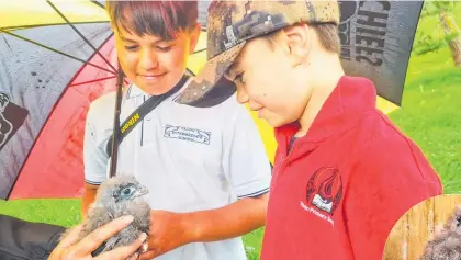  ?? Photo / Tane Lawless ?? Kori (left) and Keanu Lawless say “hello” to kā rearea chick Te Haukereker­e before he is safely tucked into his artificial nest on Mt Tauhara, Taupō .