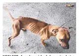  ?? Picture: SUPPLIED ?? NEGLECT: A malnourish­ed dog seized at a Bentley Park house.