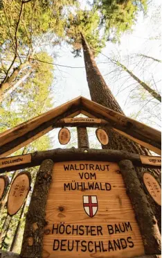  ?? Foto: Patrick Seeger, dpa ?? „Waldtraut“aus Freiburg stellt alle anderen deutschen Bäume in den Schatten. Mit über 65 Metern ist sie der längste Stamm der Republik.