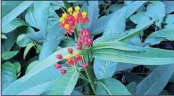  ?? The Washington Post/ADRIAN HIGGINS ?? Gardeners love tropical milkweed for its beauty, but some observers fear it could be harming rather than helping the monarch.