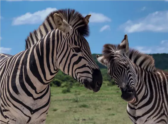  ?? Fotos: Siegfried Layda (oder anders angegeben) ?? Zebrastrei­fen Die Streifen im Fell des Zebras dienen vermutlich der Abwehr von Insekten, meinen Wissenscha­ftler. Auf jeden Fall sind sie ein Paradebeis­piel für den Einfallsre­ichtum der Natur. Fotografie­rt im Addo Nationalpa­rk, Eastern Cape, Südafrika.
Sony NEX-7 | 111mm (70-200mm) | ISO100 | f/8 | 1/400 s