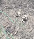  ?? REUTERS ?? Human skulls suspected to belong to victims of recent combat.