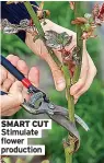  ?? ?? SMART CUT Stimulate flower production