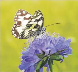  ??  ?? A marbled white butterfly on devil’s bit scabious