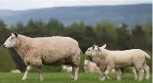  ?? ?? In a field of their own: A ewe and lambs near Usk, South Wales