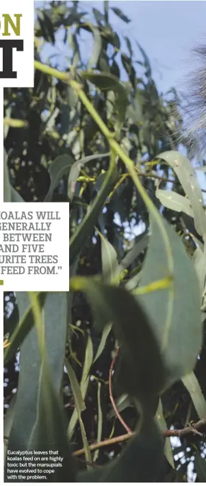  ??  ?? Eucalyptus leaves that koalas feed on are highly toxic but the marsupials have evolved to cope with the problem.