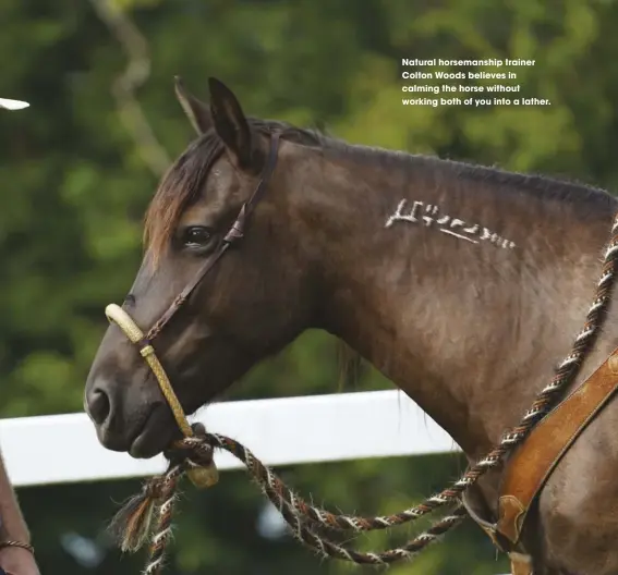  ??  ?? Natural horsemansh­ip trainer Colton Woods believes in calming the horse without working both of you into a lather.